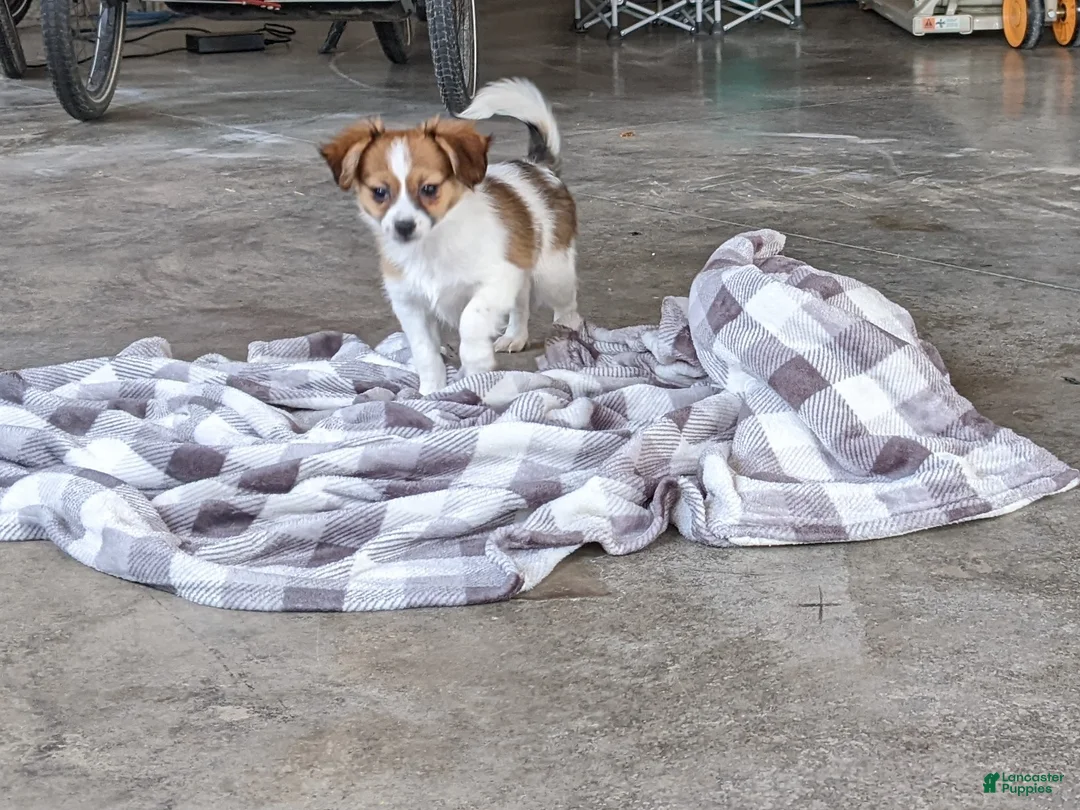 Papillon dogs for sale: Champ - Ad 1