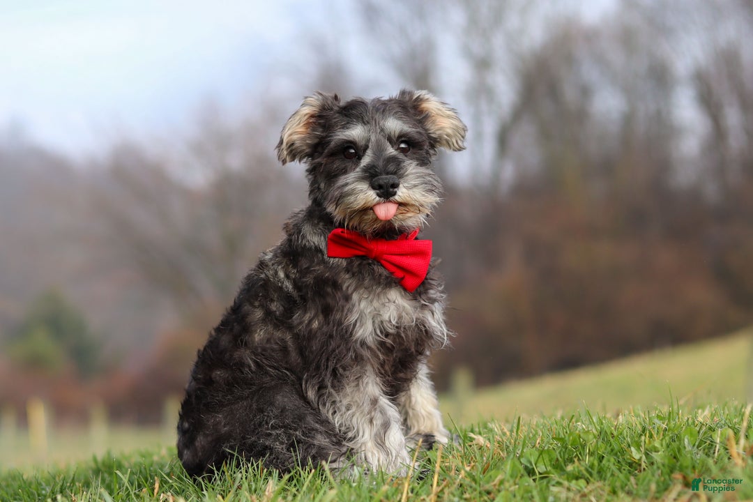 Miniature Schnauzer dogs for sale: Millie - Ad 1