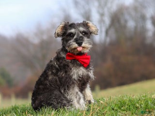 Miniature Schnauzer dogs Millie - Ad 21