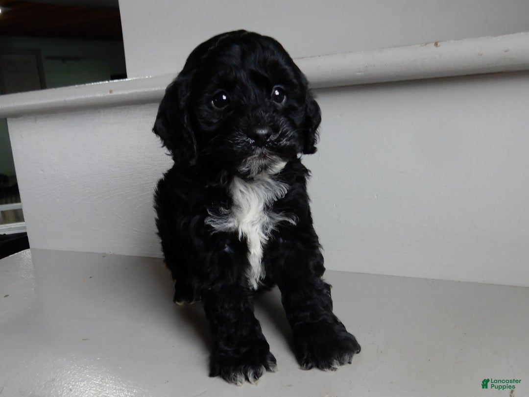 Cockapoo dogs for sale: Benny - Ad 3