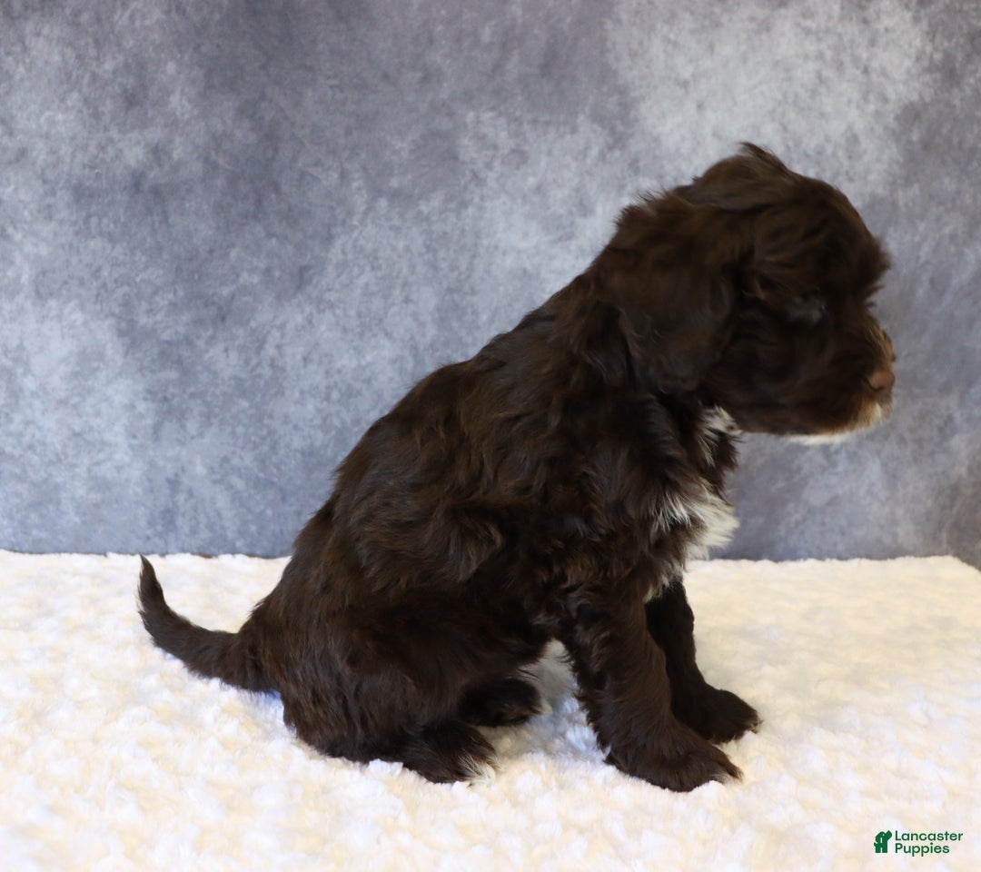 Portuguese Water Dog dogs for sale: Travis - Ad 5