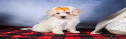 Bichon Frise dogs for sale: Darla - Ad 2