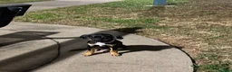 Mixed Breed dogs for sale: Mixed Breed 1 - Ad 5
