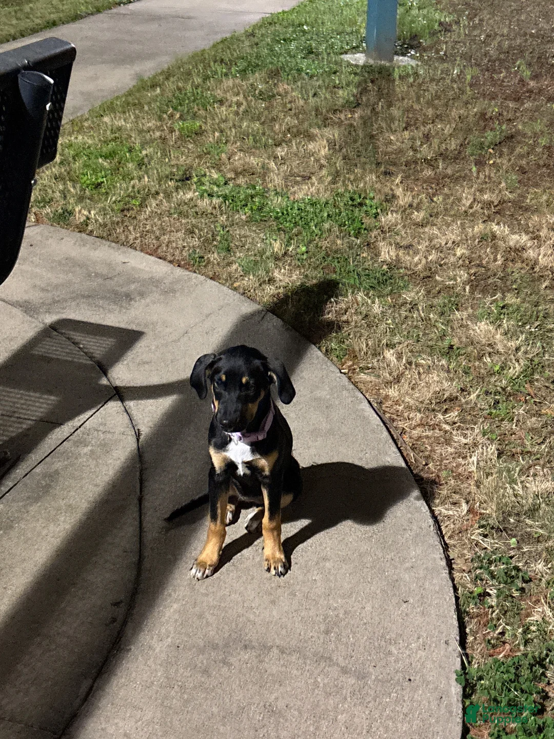 Mixed Breed dogs for sale: Mixed Breed 1 - Ad 5