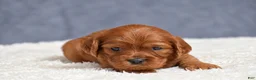 Cavapoo dogs for sale: Fiona - Ad 11