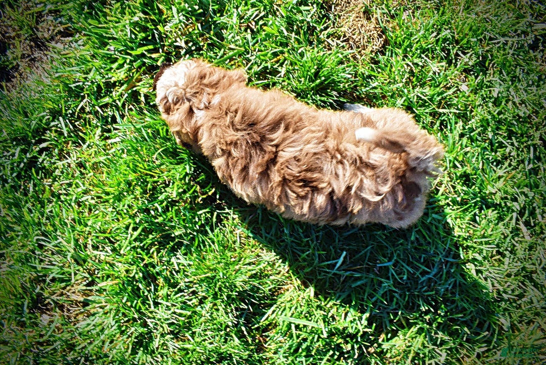 Havapoo dogs for sale: Romeo - Ad 6