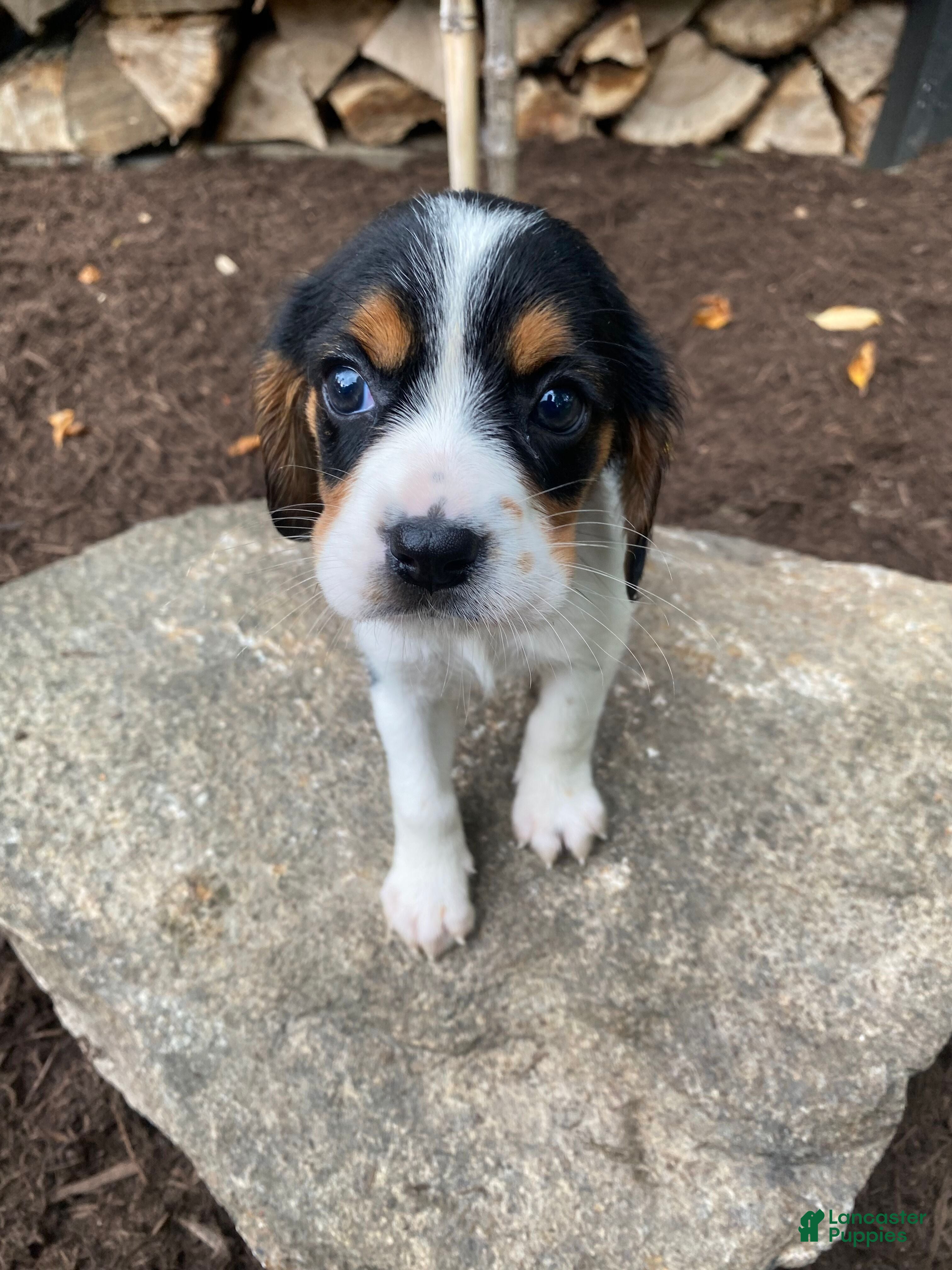 Beaglier dogs Alice - Ad 2