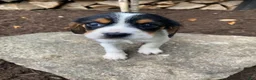 Beaglier dogs for sale: Alice - Ad 2