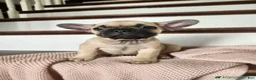 French Bulldog dogs for sale: Dumbo - Ad 3