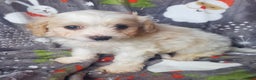Cavachon dogs for sale: Cane - Ad 3