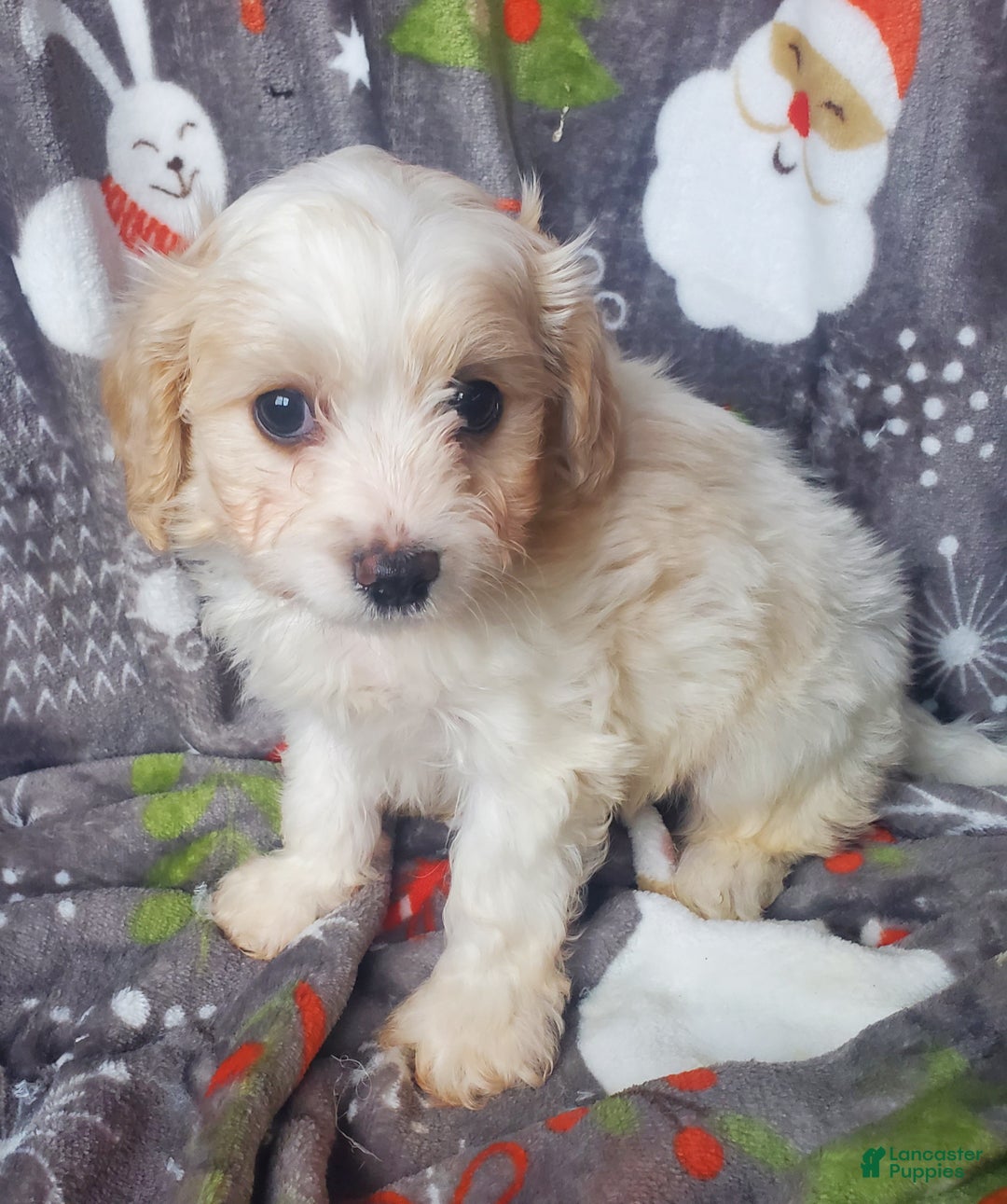 Cavachon dogs for sale: Cane - Ad 3
