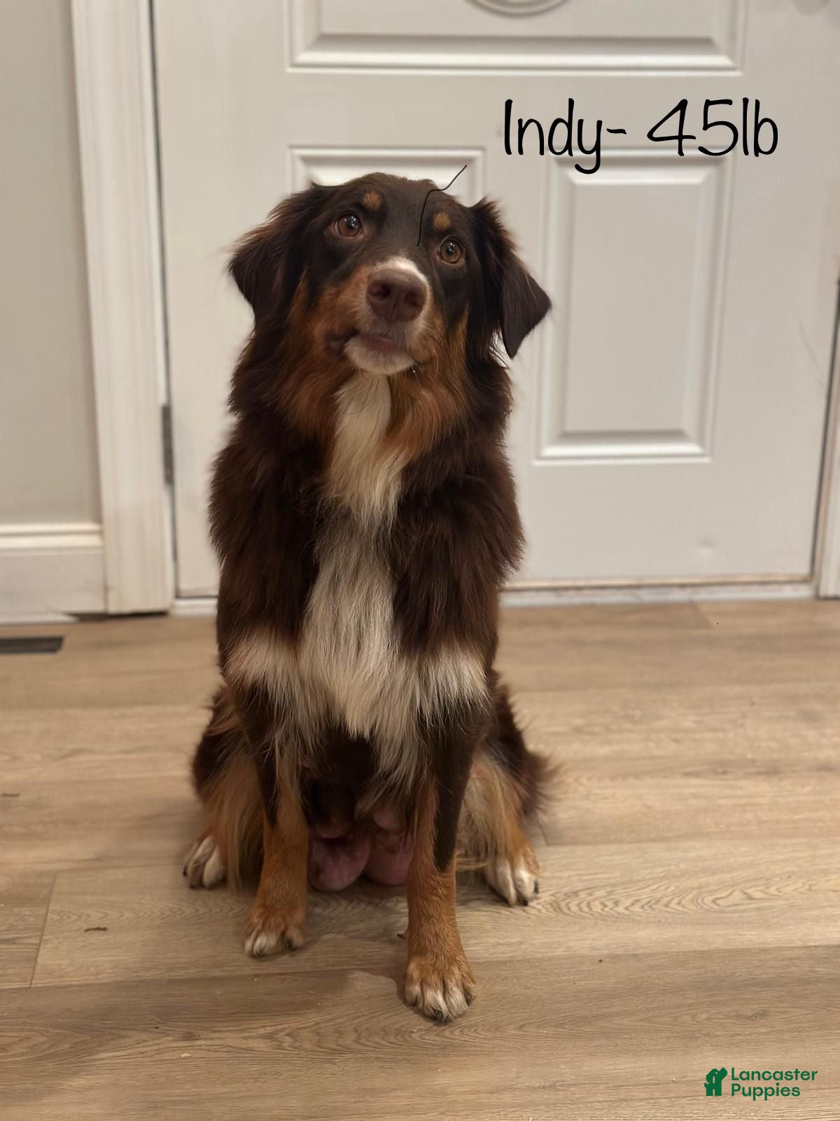 Australian Shepherd dogs Australian Shepherd 2 - Ad 2