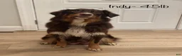 Australian Shepherd dogs for sale: Australian Shepherd 2 - Ad 2