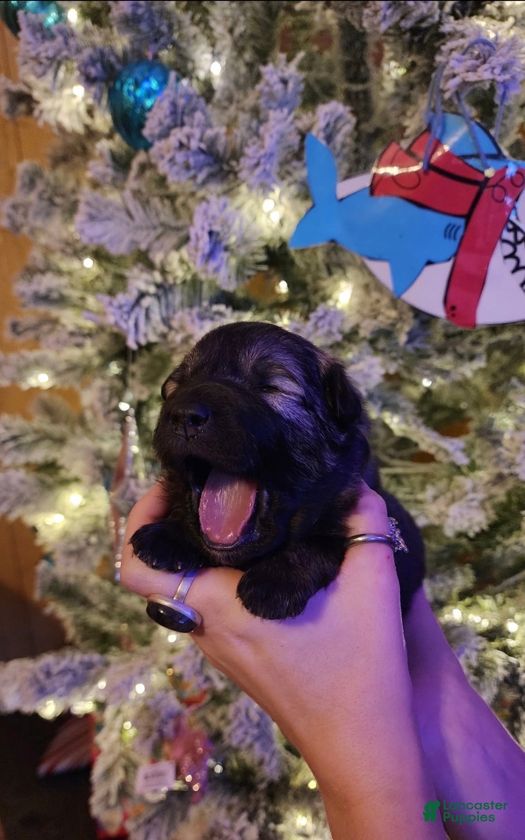 Mixed Breed dogs Star - Ad 2