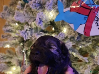 Mixed Breed dogs Star - Ad 2