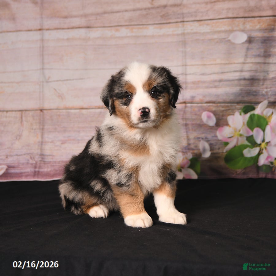 Miniature Australian Shepherd dogs Toby - Ad 1