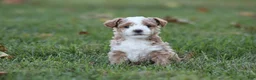 Bichpoo dogs for sale: Ryder - Ad 5