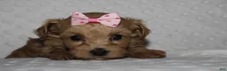 Yorkiepoo dogs for sale: GRACIE - Ad 4