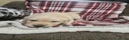 Golden Retriever dogs for sale: Orange Collar Male - Ad 3