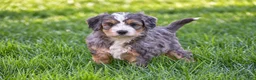 Mixed Breed dogs for sale: Sarah - Mini Bernedoodle - Ad 5