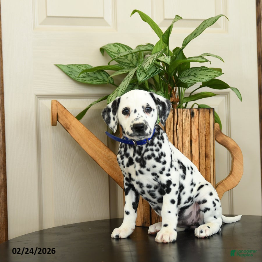 Dalmatian dogs Kim  - Ad 1
