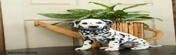 Dalmatian dogs for sale: Kim  - Ad 1