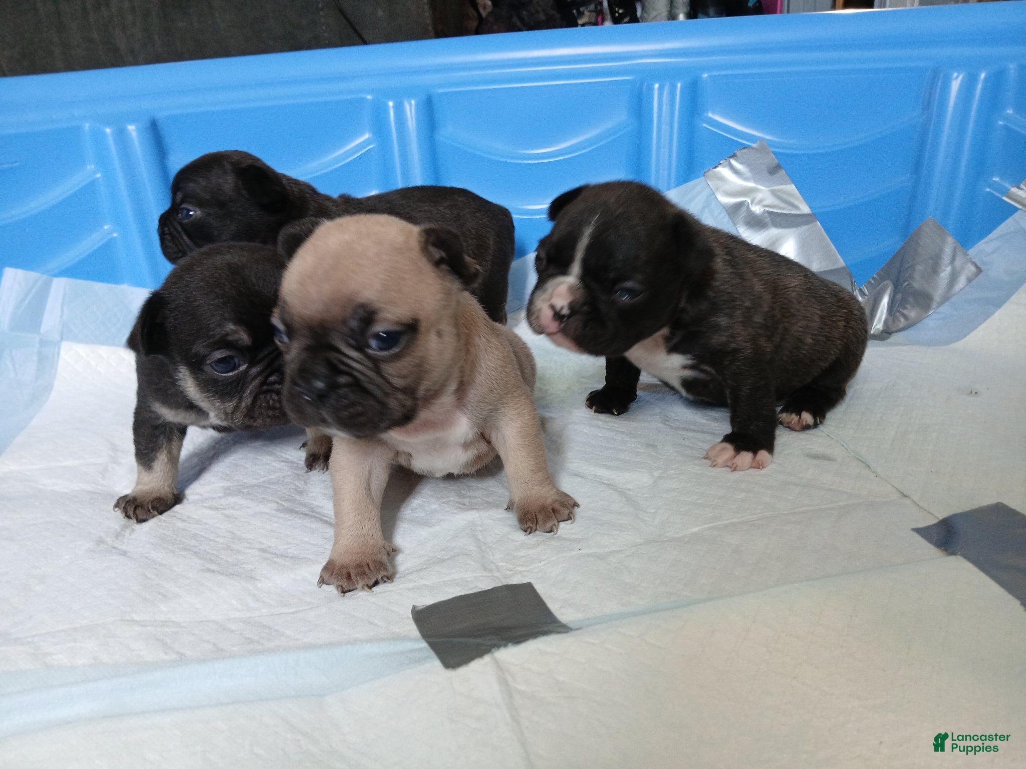 French Bulldog dogs French Bulldog Puppy 2 - Ad 11