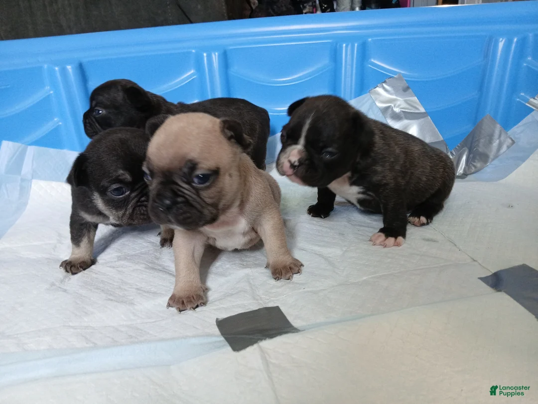 French Bulldog dogs for sale: French Bulldog Puppy 2 - Ad 1