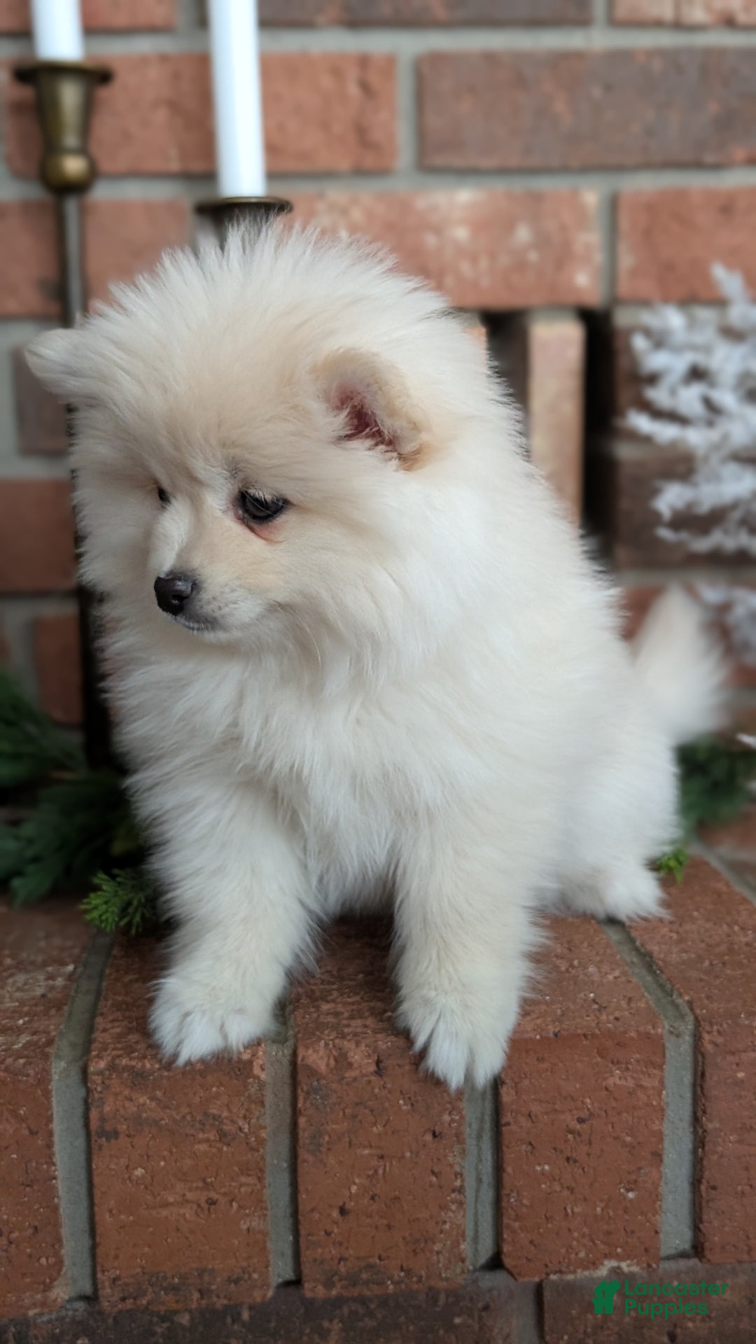 Pomsky dogs for sale: Jill  - Ad 5