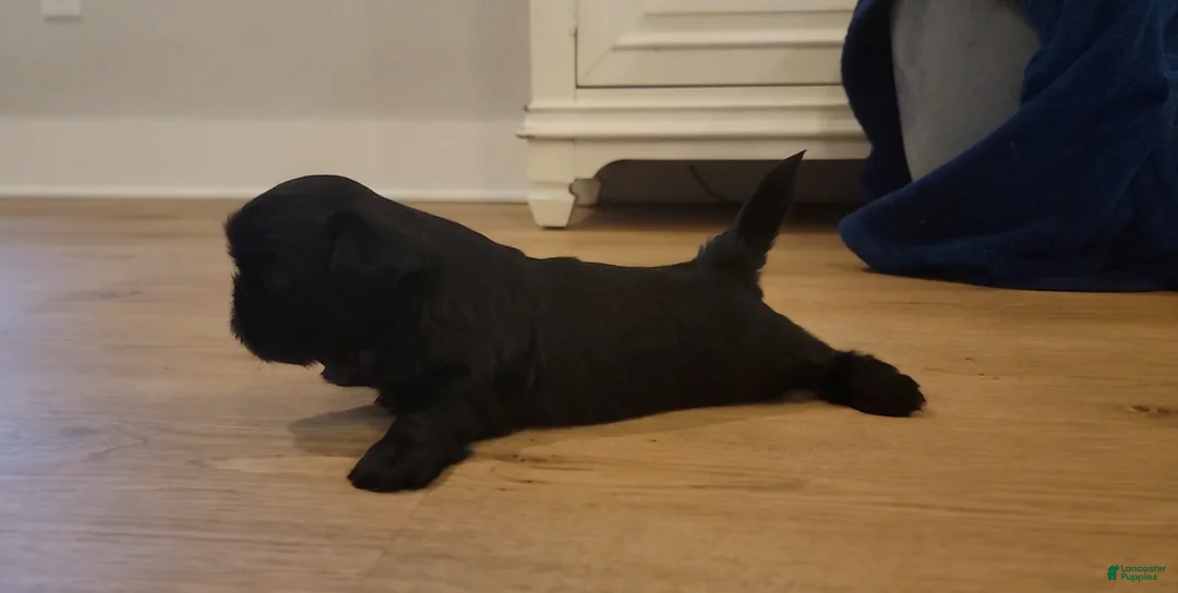 Shih Tzu dogs for sale: MAX - Ad 2