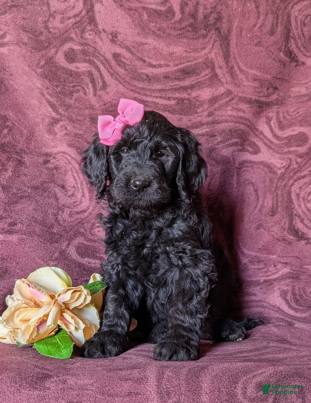 Goldendoodle dogs for sale: Eve Standard size Hypoallergenic - Ad 2