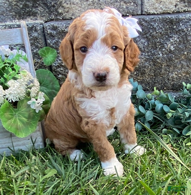 Mini Goldendoodle dogs Spice - Ad 2