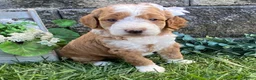 Mini Goldendoodle dogs for sale: Spice - Ad 2