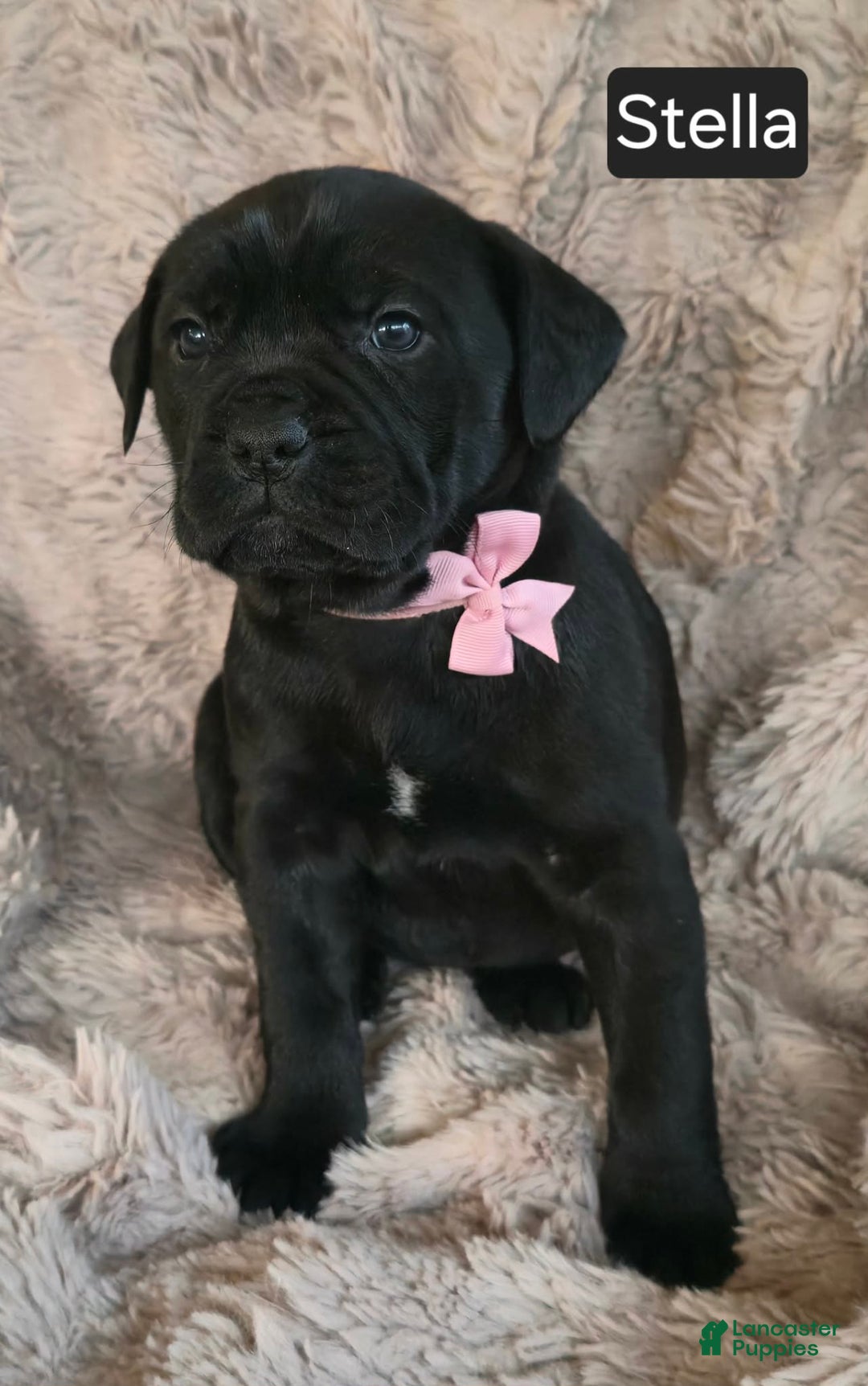 Cane Corso dogs for sale: Stella - Ad 2