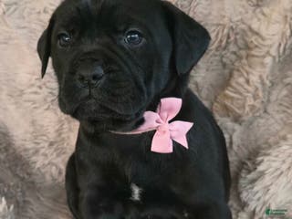 Cane Corso dogs Stella - Ad 1