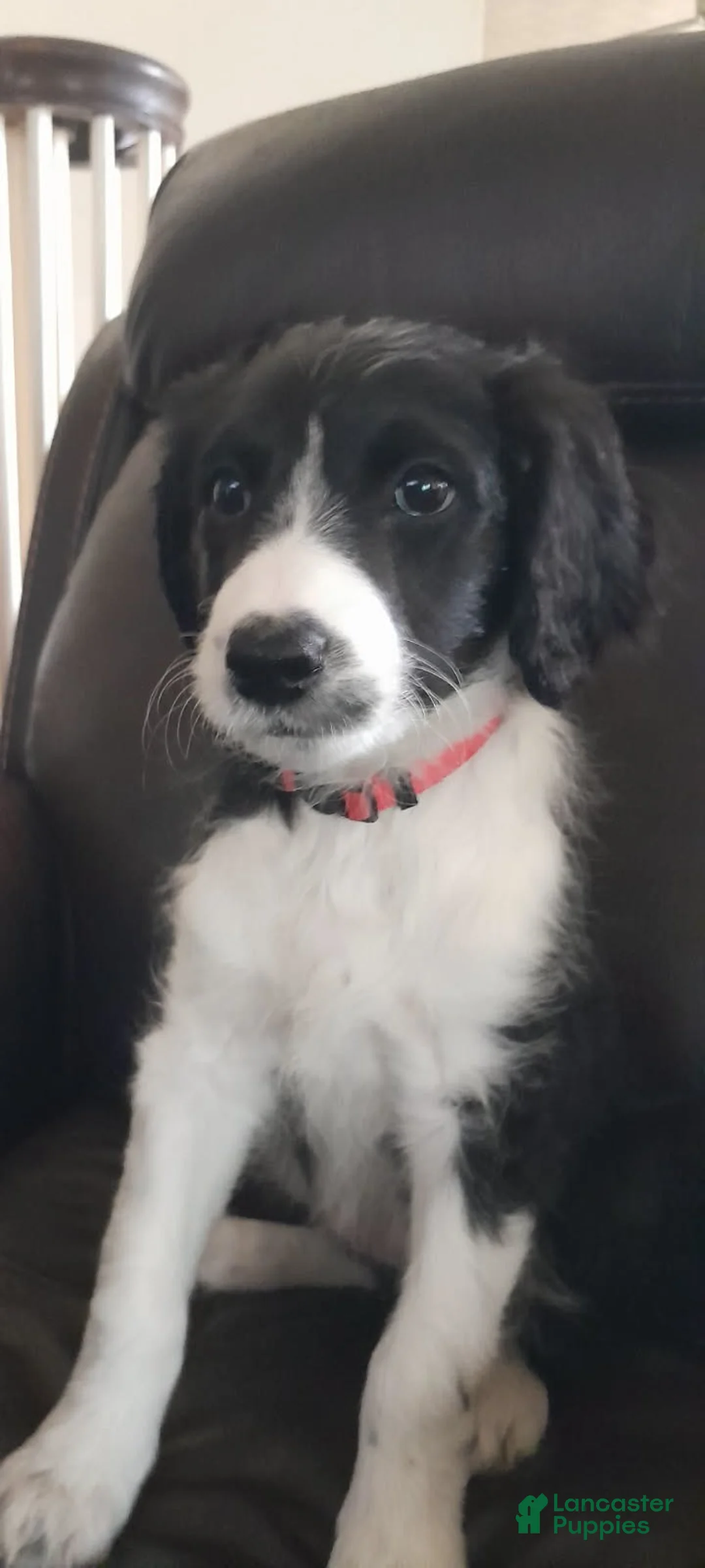 Bordoodle dogs for sale: Bordoodle Puppy 8 - Ad 1