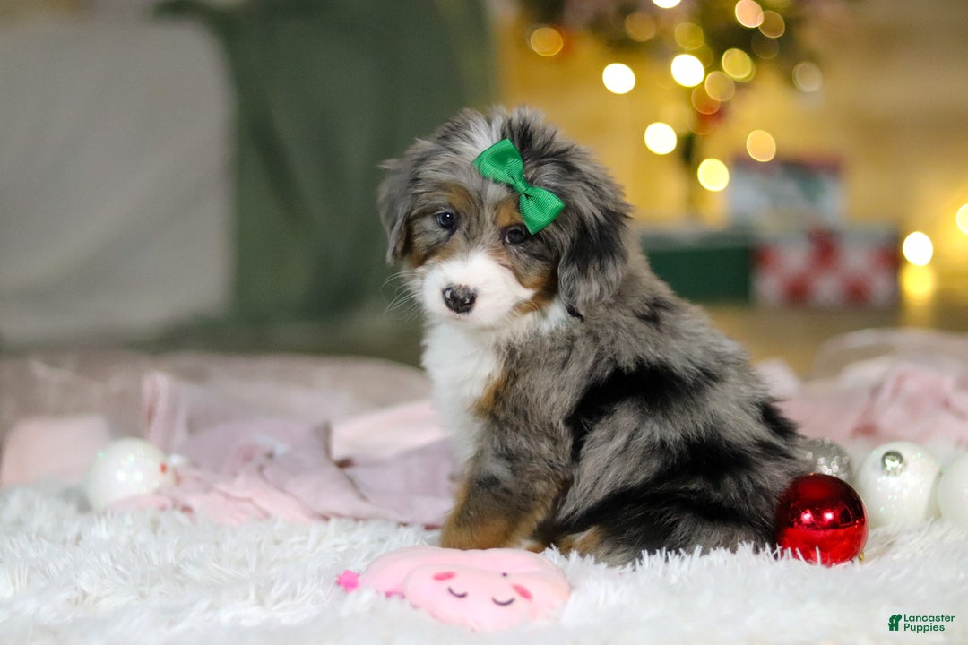 Mini Bernedoodle dogs for sale: Taylor - Ad 2