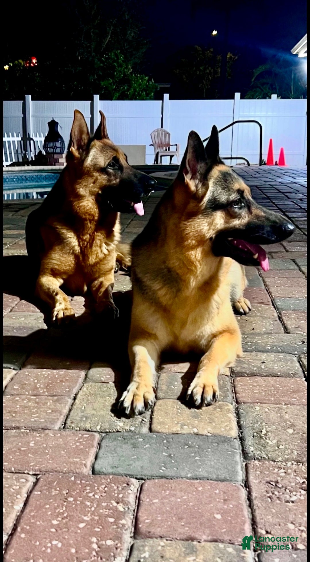 German Shepherd dogs for sale: German Shepherd Puppy 2 - Ad 3