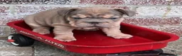 French Bulldog dogs for sale: Benny - Ad 5