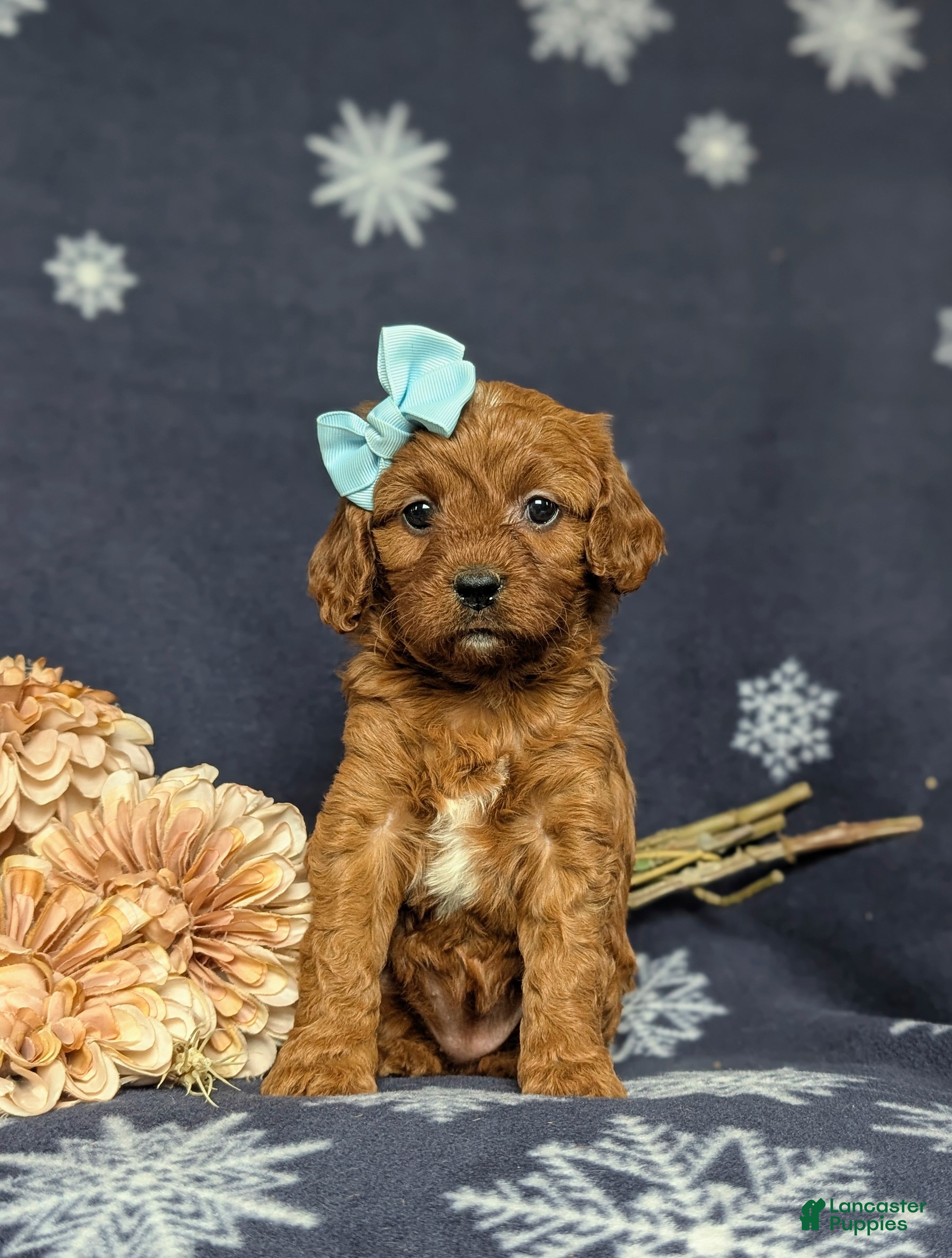Cavapoo dogs Karinna - Ad 1