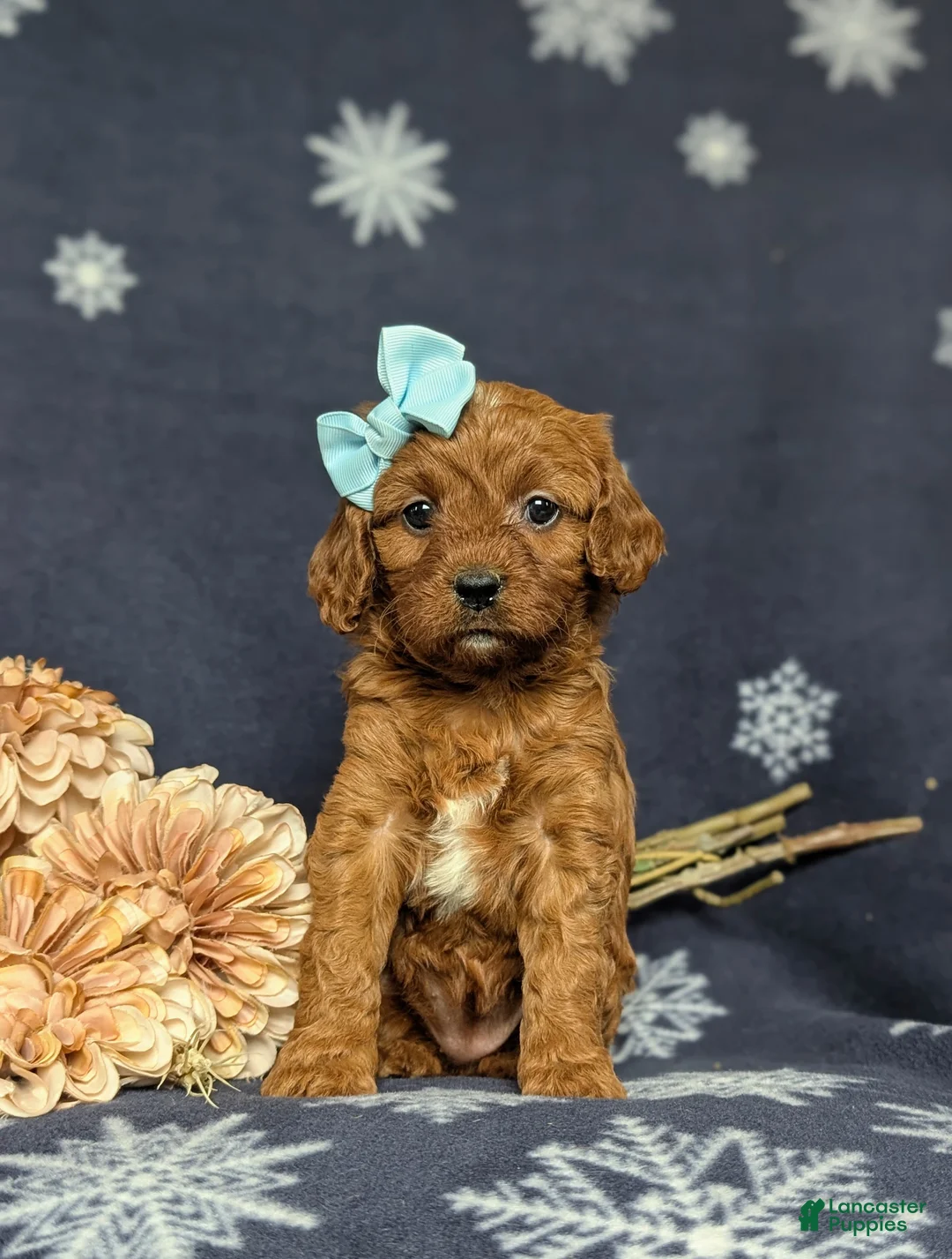 Cavapoo dogs for sale: Karinna - Ad 1