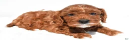 Cavapoo dogs for sale: Kit-Kat - Ad 3