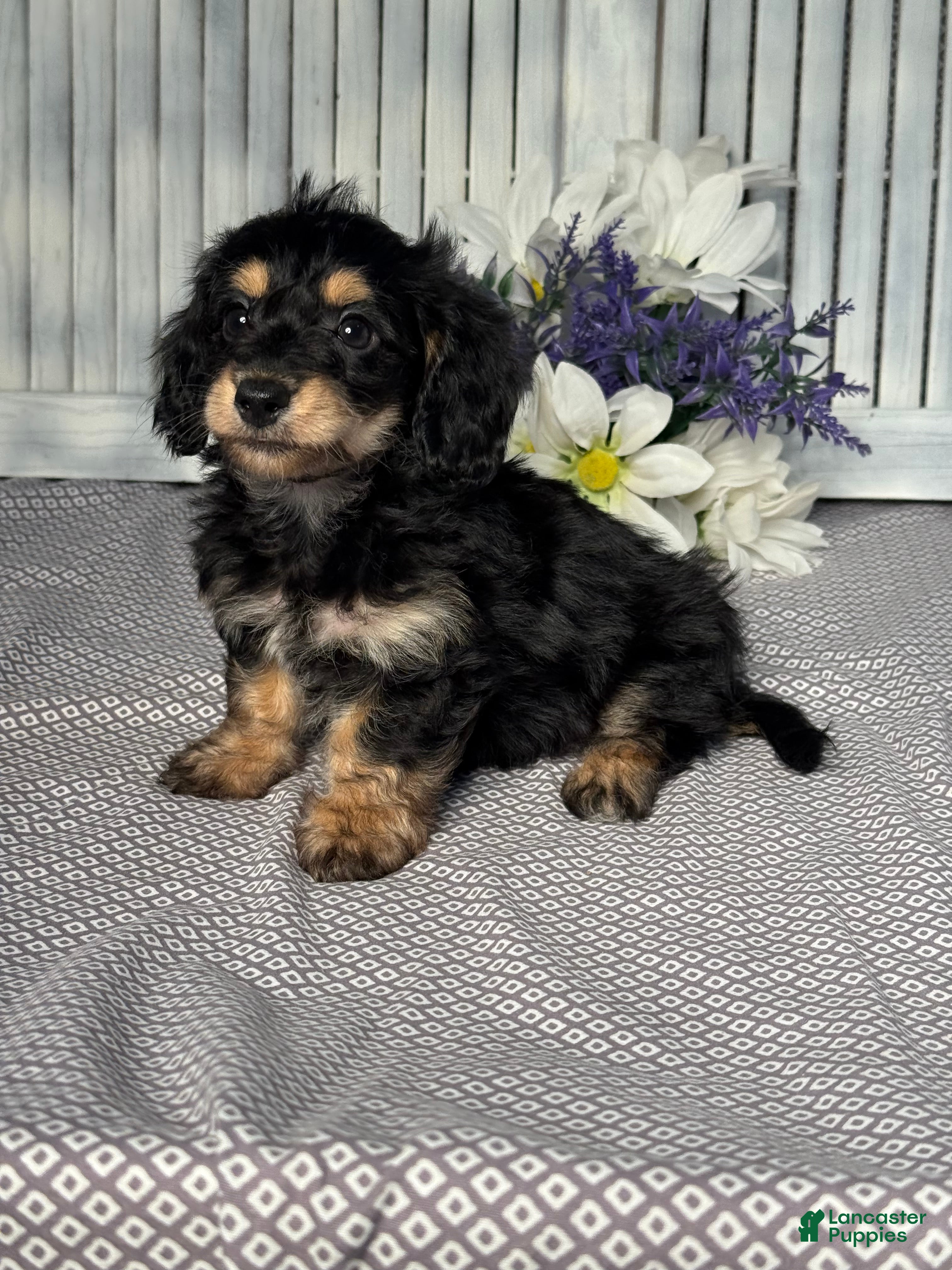 Mixed Breed dogs for sale: Lilly - Ad 3