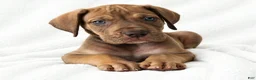 Great Dane dogs for sale: Takara  - Ad 3