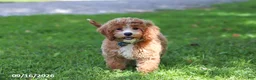 Cavapoochon dogs for sale: Stetson - Ad 5