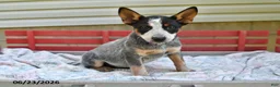 Australian Cattle Dog dogs for sale: Sadie - Ad 5