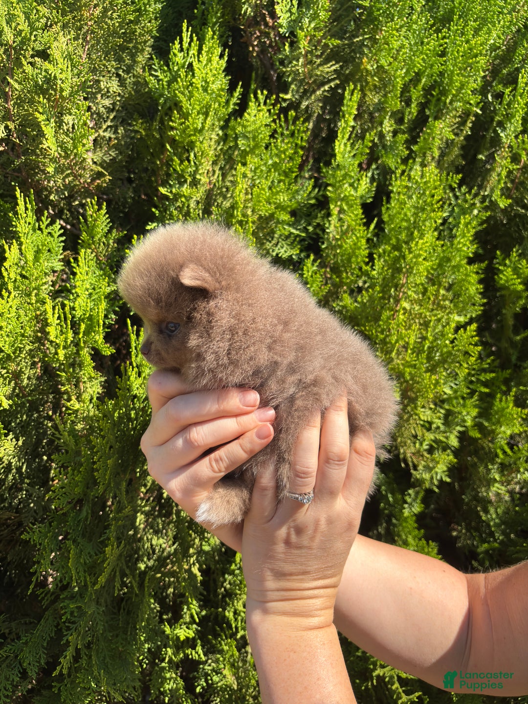 Pomeranian dogs for sale: Lavender  - Ad 3