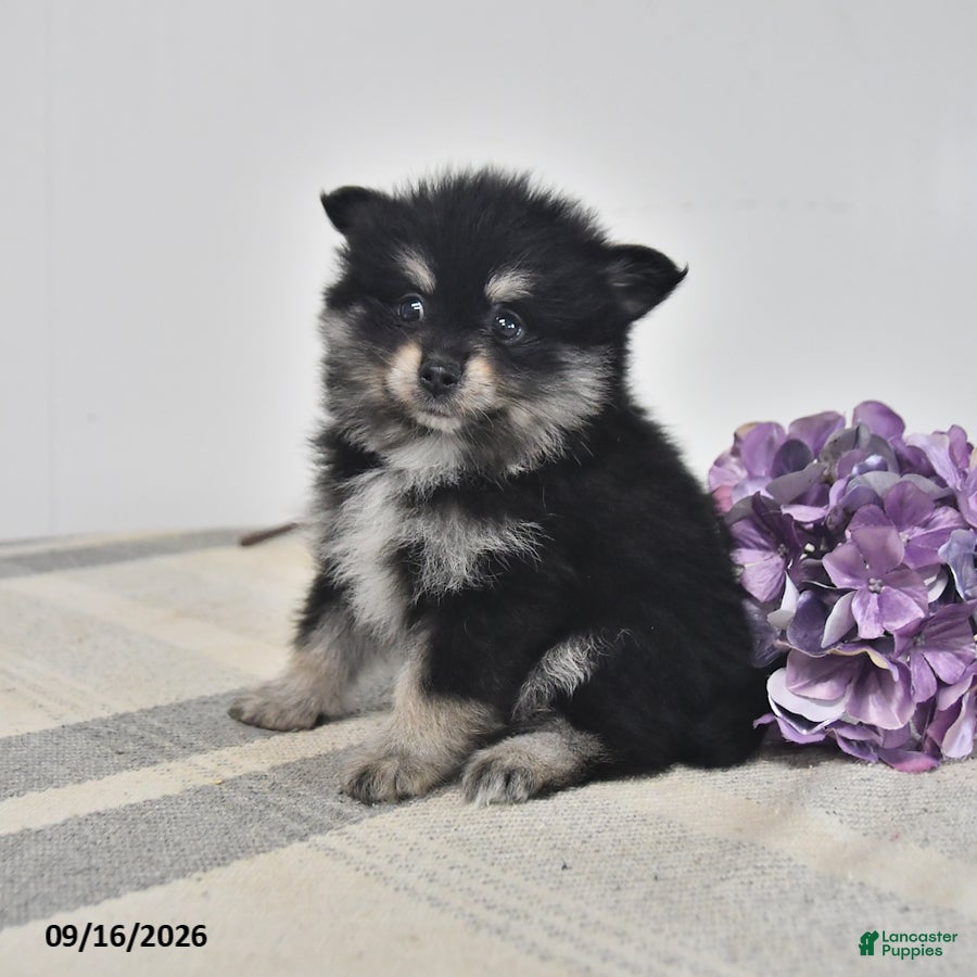 Pomeranian dogs Arnie - Ad 2