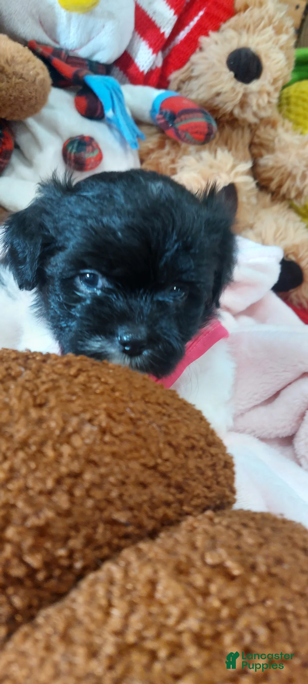 Shih Tzu dogs for sale: Shih Tzu Puppy 7 - Ad 1