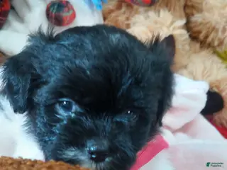 Shih Tzu dogs Shih Tzu Puppy 7 - Ad 6